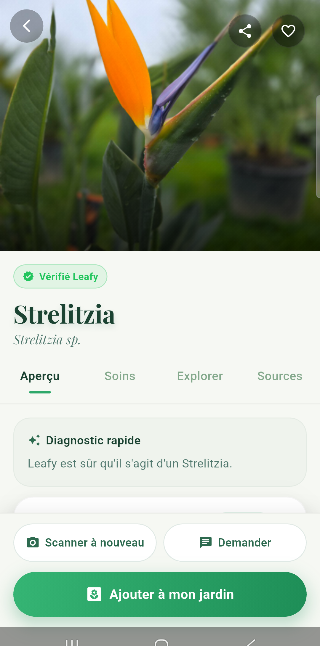 Résultat d'identification Leafy